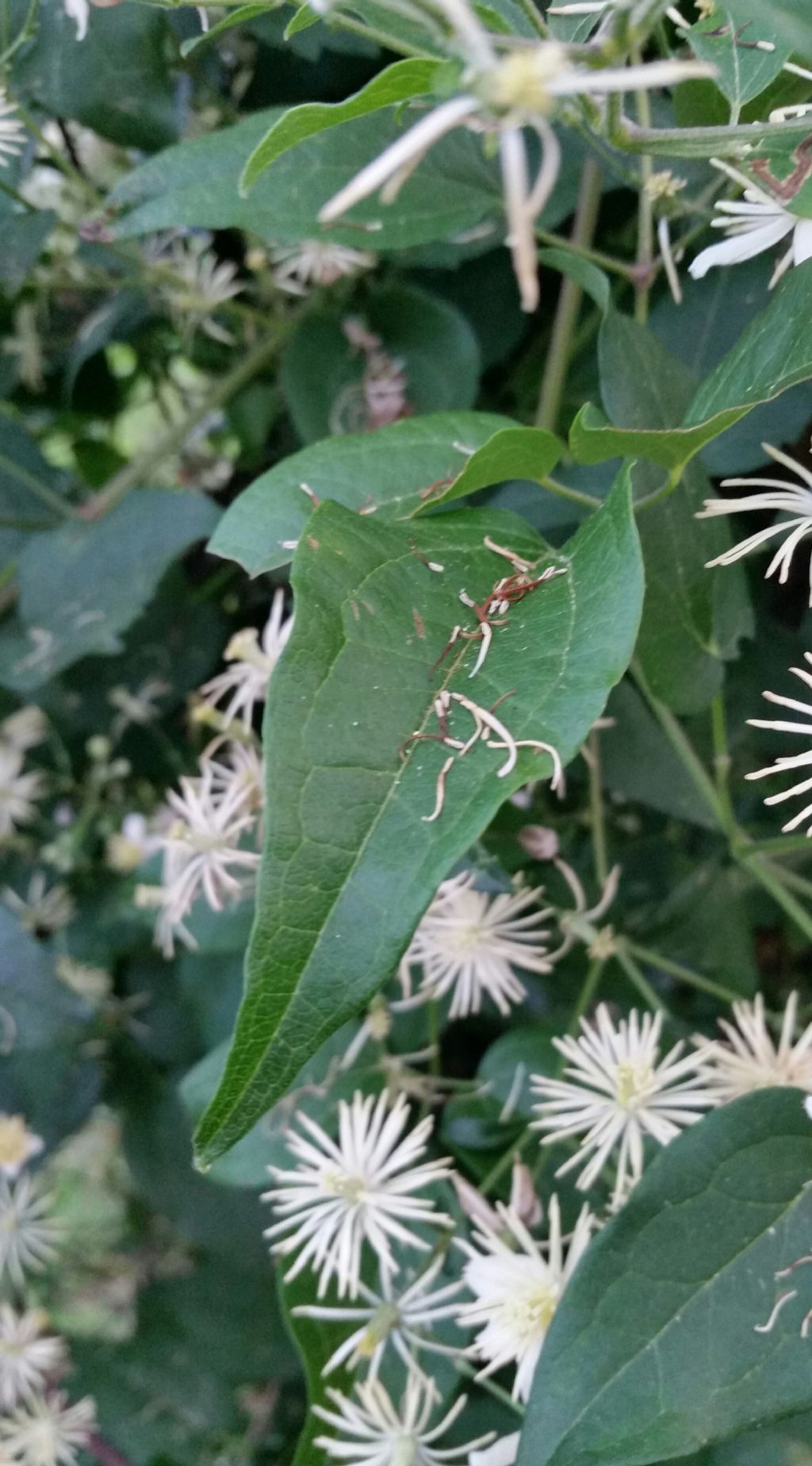 Clematis vitalba?  S !